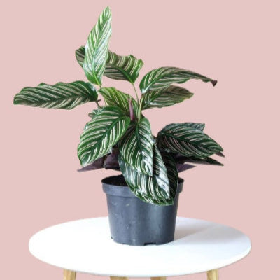 Calathea Ornata Sanderiana - Pinstripe Prayer Plant x 8