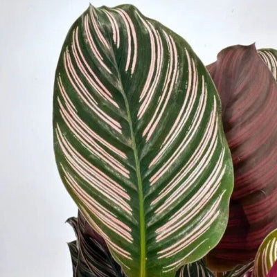 Calathea Ornata Sanderiana - Pinstripe Prayer Plant x 8