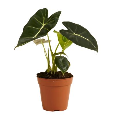 Alocasia Frydek - x 8