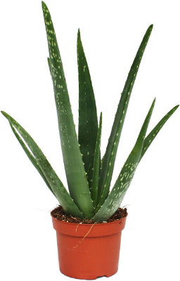 Aloe Vera - x 8