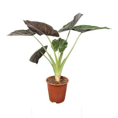 Alocasia Wentii - x 8