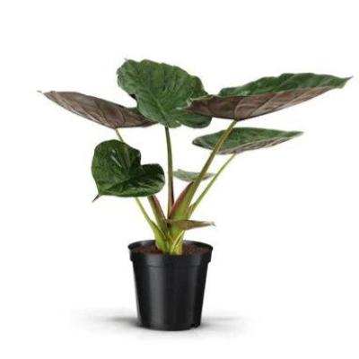 Alocasia Wentii - x 8