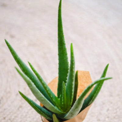 Aloe Vera - x 8