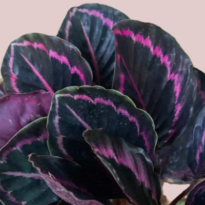 Calathea Roseopicta x 8