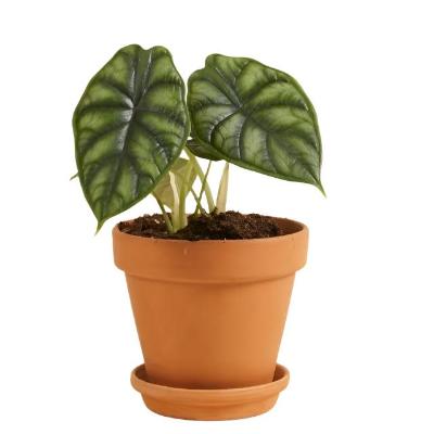 Alocasia Dragon Scale - x 8