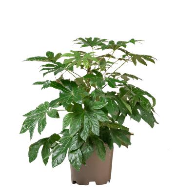 Fatsia Japonica - x 8