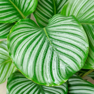 Calathea Orbifolia/Peacock Plant x 8
