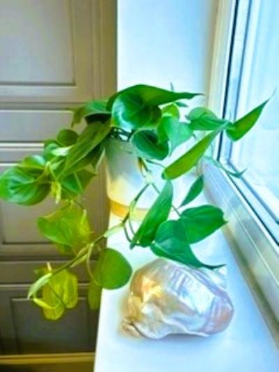 Philodendron Scandens - x 8
