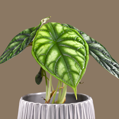 Alocasia Dragon Scale - x 8