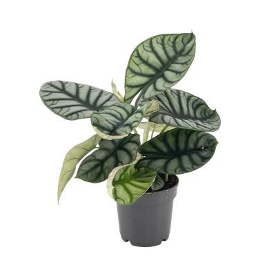 Alocasia Dragon Scale - x 8