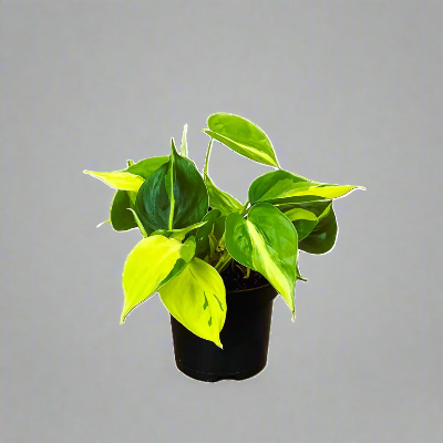 Philodendron Scandens - x 8