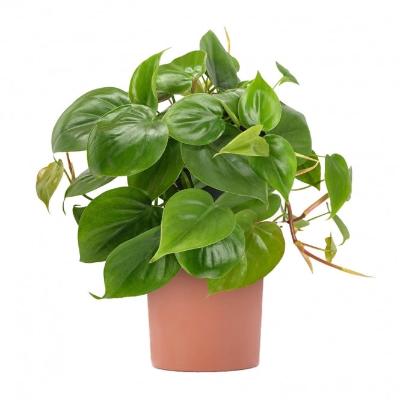 Philodendron Scandens - x 8