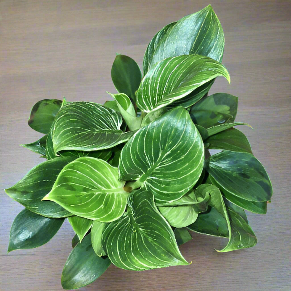 Philodendron Birkin - White Wave Plant x 8