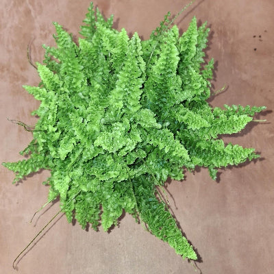 Miniature Boston Fern - x 8