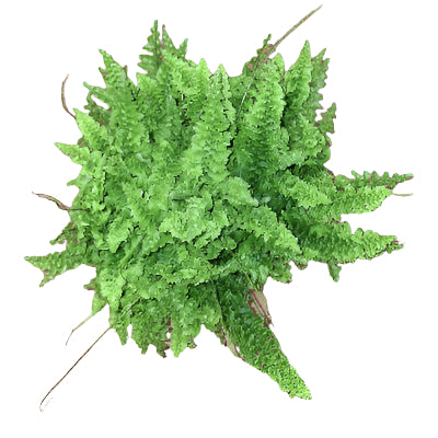 Miniature Boston Fern - x 8