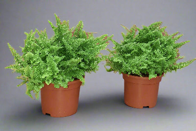 Miniature Boston Fern - x 8