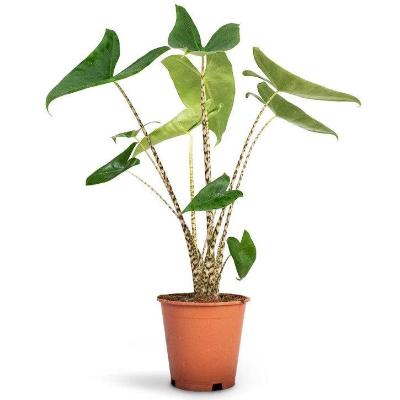 Alocasia Zebrina - x 8