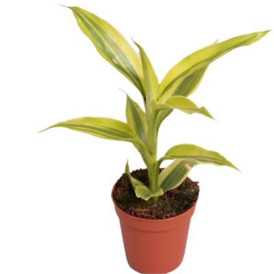 Dracaena Sanderiana Gold - x 8