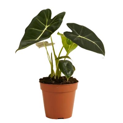 Alocasia	Frydek - x 8