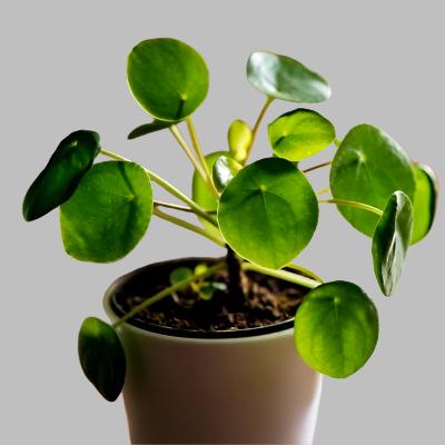 Pilea Peperomoides - x 8