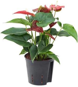 Anthurium Red - x 8