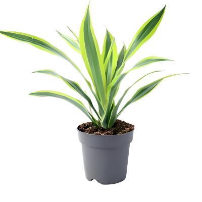 Dracaena Lemon Lime - x 8