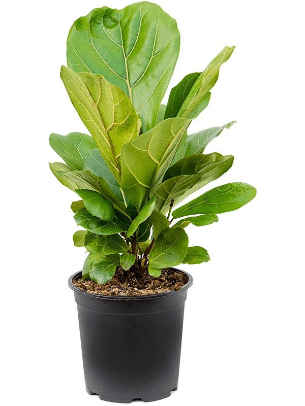 Ficus Lyrata - x 8