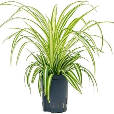 Chlorophytum - x 8