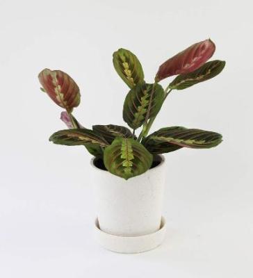 Maranta Red - x 8