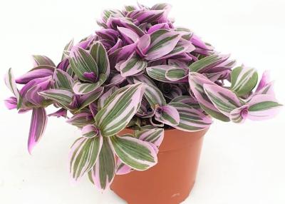 Tradescantia	Tricolour - x 8