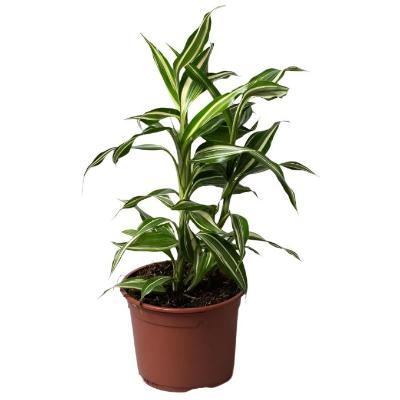 Dracaena Sanderina Victory - x 8