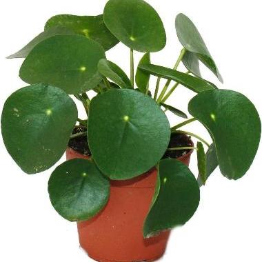 Pilea Peperomoides - x 8