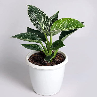 Philodendron Birkin - White Wave Plant x 8