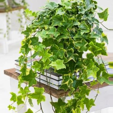 Hedera Variegated - x 8