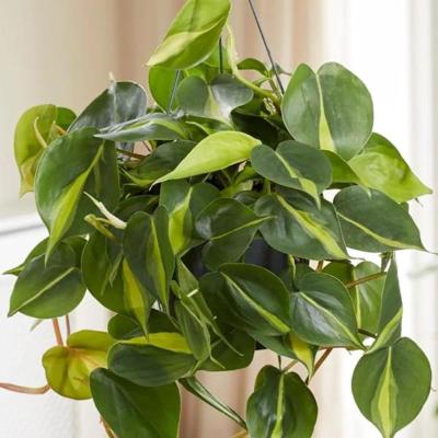 Trailing Philodendron Hybrida - x 8