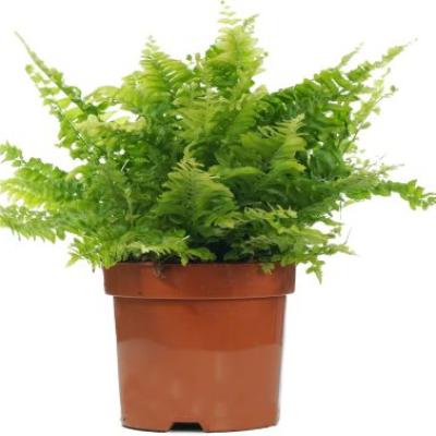 Nephrolepis Cordifolia - x 8