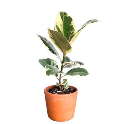 Ficus Tineke - x 8