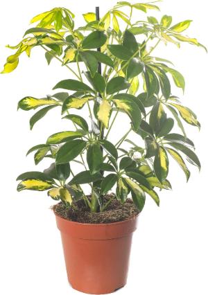 Schefflera Arboricola - x 8