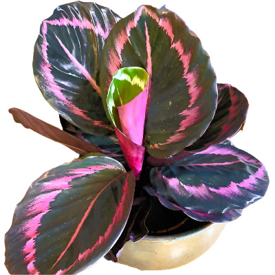 Calathea Roseopicta x 8