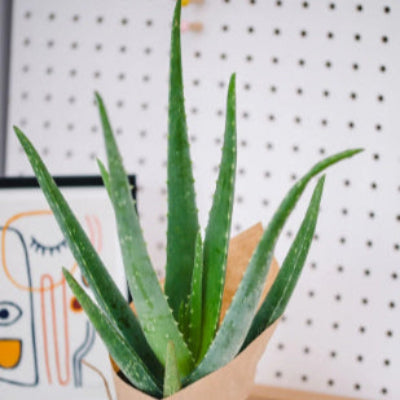 Aloe Vera - x 8