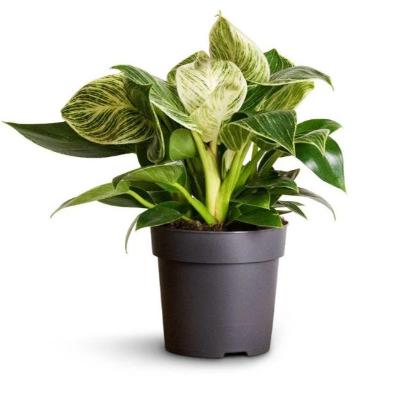 Philodendron	Birkin - x 8