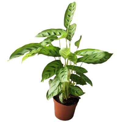 Calathea Concinna - Freddie - x 8