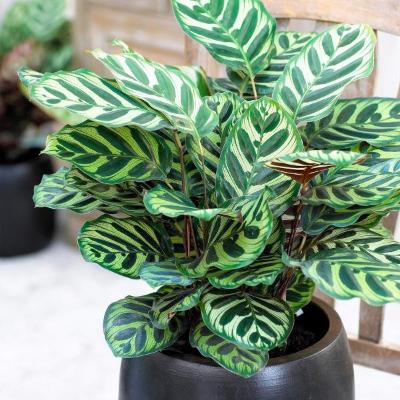 Calathea Concinna - Freddie - x 8