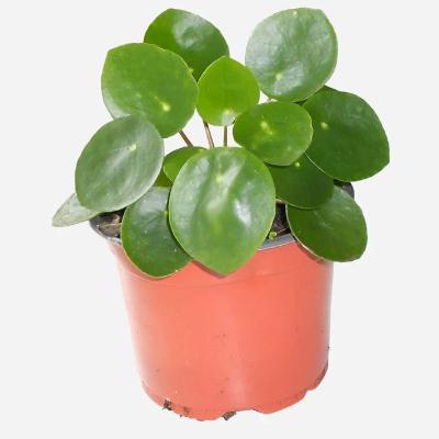 Pilea Peperomoides - x 8