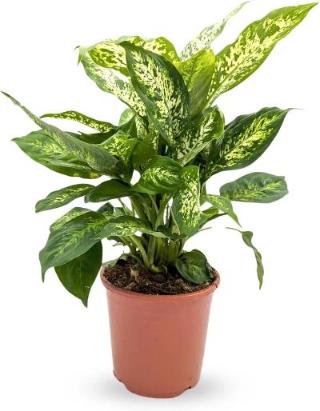 Dieffenbachia Compacta - x 8