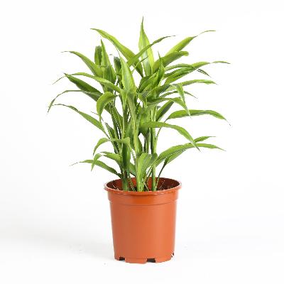 Dracaena Sanderiana Gold - x 8