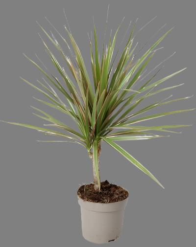 Dracaena Marginata bicolor - x 8