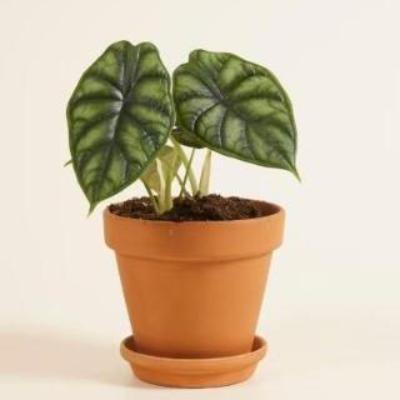 Alocasia	Frydek - x 8