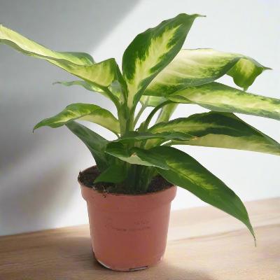 Dieffenbachia Compacta - x 8