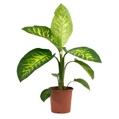 Dieffenbachia Compacta - x 8